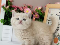 -小猫来了·猫舍(红山六九七九店)
