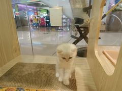 -屋虎猫馆(宝安大仟里店)