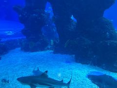 -成都浩海立方海洋公园