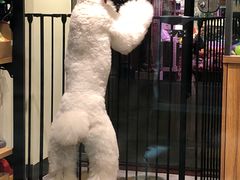 -小尾巴宠物店(万科·金域华庭店)