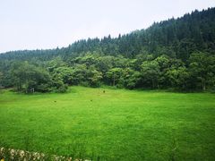 -武陵山森林公园