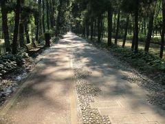 -合肥滨湖国家森林公园