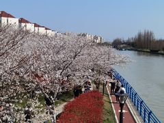 -高东镇樱花园