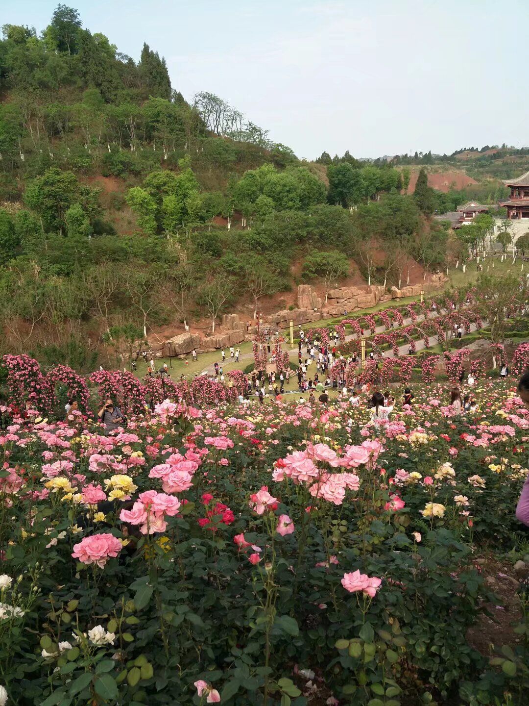 玫瑰花海,我在等你