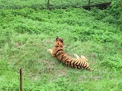 -深圳野生动物园