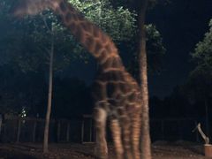 -清迈夜间动物园