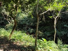 -火炉山森林公园
