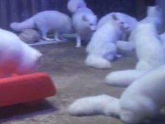 -芜湖新华联大白鲸海洋公园