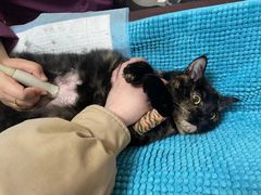 -酷宠动物医院(天通西苑店)