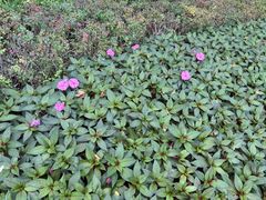 -大连植物园