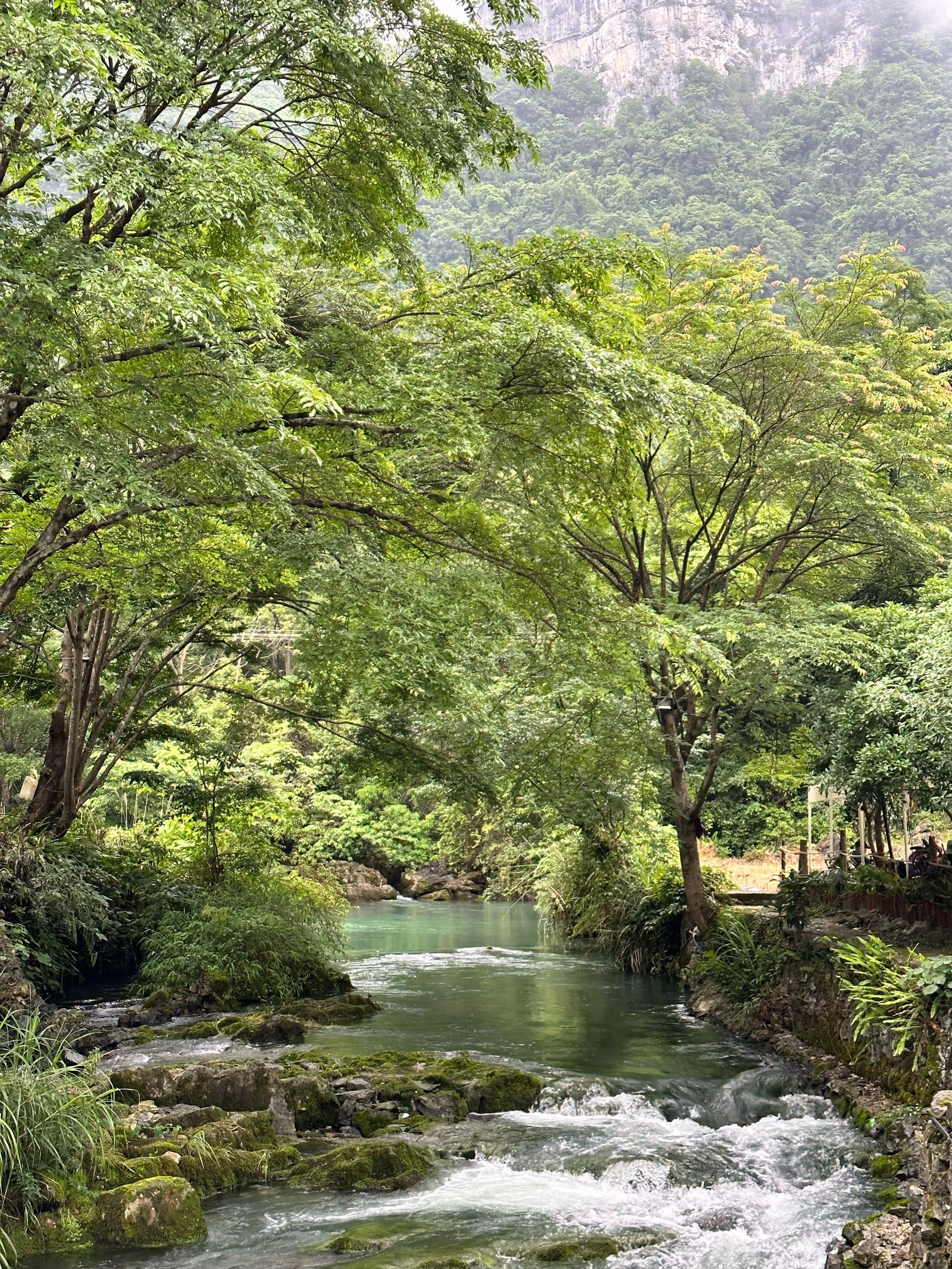 茂兰森林公园徒步不坐观光车门票50元
金狮洞里面是钟乳石 没有灯光