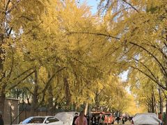 -三里屯东五街银杏大道