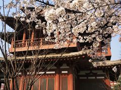 -西安青龙寺遗址景区