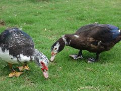 -广州神农草堂中医药博物馆