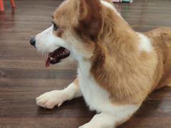 -柯斗斗主题餐厅·狗咖·围炉煮茶·茶饮(国瑞升平里店)