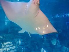 -烟台海昌鲸鲨海洋公园