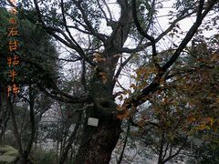 -祁门牯牛降观音堂风景区