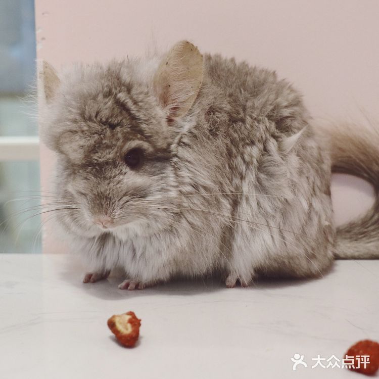 六一|萌到让娃只想尖叫的萌宠乐园😇 🍓🍡