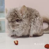 六一｜萌到让娃只想尖叫的萌宠乐园😇 🍓🍡