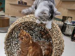 -飞行喵MR PILOT|猫舍·猫咖(静安大融城店)