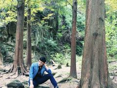 -铁山坪森林公园