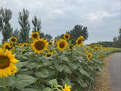 -长白岛森林公园