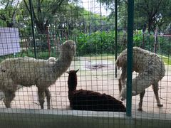 -广东花都香草世界旅游度假区
