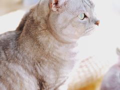 -Catmate·猫肥家润(金润铂宫店)