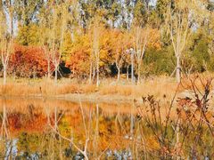 -东郊湿地公园