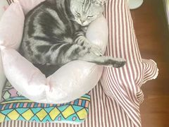 -客栈猫舍(中央北路店)