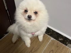 -嘉馨宠物医院·CT影像转诊·心脏科·犬猫全科诊疗中心(下沙大学城院区)