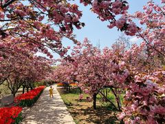 -石家庄市植物园