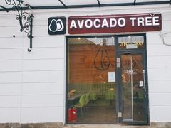 -油梨树AVOCADO TREE(顺义新国展店)