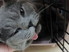 -爱侣·安琦尔宠物医院·中兽医针灸·心内科·狂犬免疫点(宝山区院)