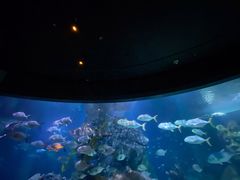 -暹罗海洋世界