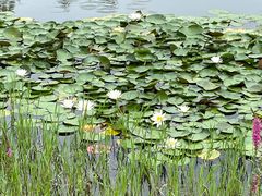 -眉山湿地公园(东坡区)