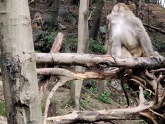 -黔灵山公园
