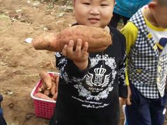-小慧大桃观光采摘园