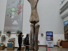 -自贡恐龙博物馆