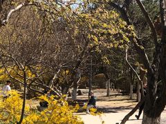 -桃花堤公园