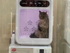 -momokira米努特·德文卷毛猫·棉花面纱犬