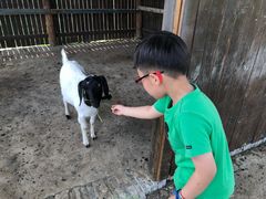-田园东方蜜桃村的田野营地