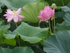 -荷塘月色湿地公园·向阳花洲