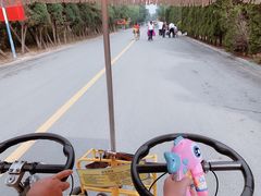 -日照海滨国家森林公园