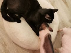 -浣熊柯尔鸭土拨鼠·电玩咖
