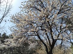 -北京西山国家森林公园