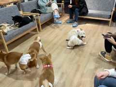 -南京Hallo宠物乐园·哈罗犬舍·柴犬繁育基地