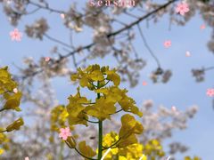 -苏州上方山国家森林公园