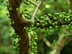 -深圳仙湖植物园