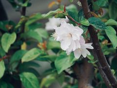 -海棠花溪(元大都城垣遗址公园)